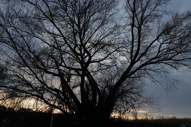 Ein Bild der alten Weide in der Abenddämmerung.