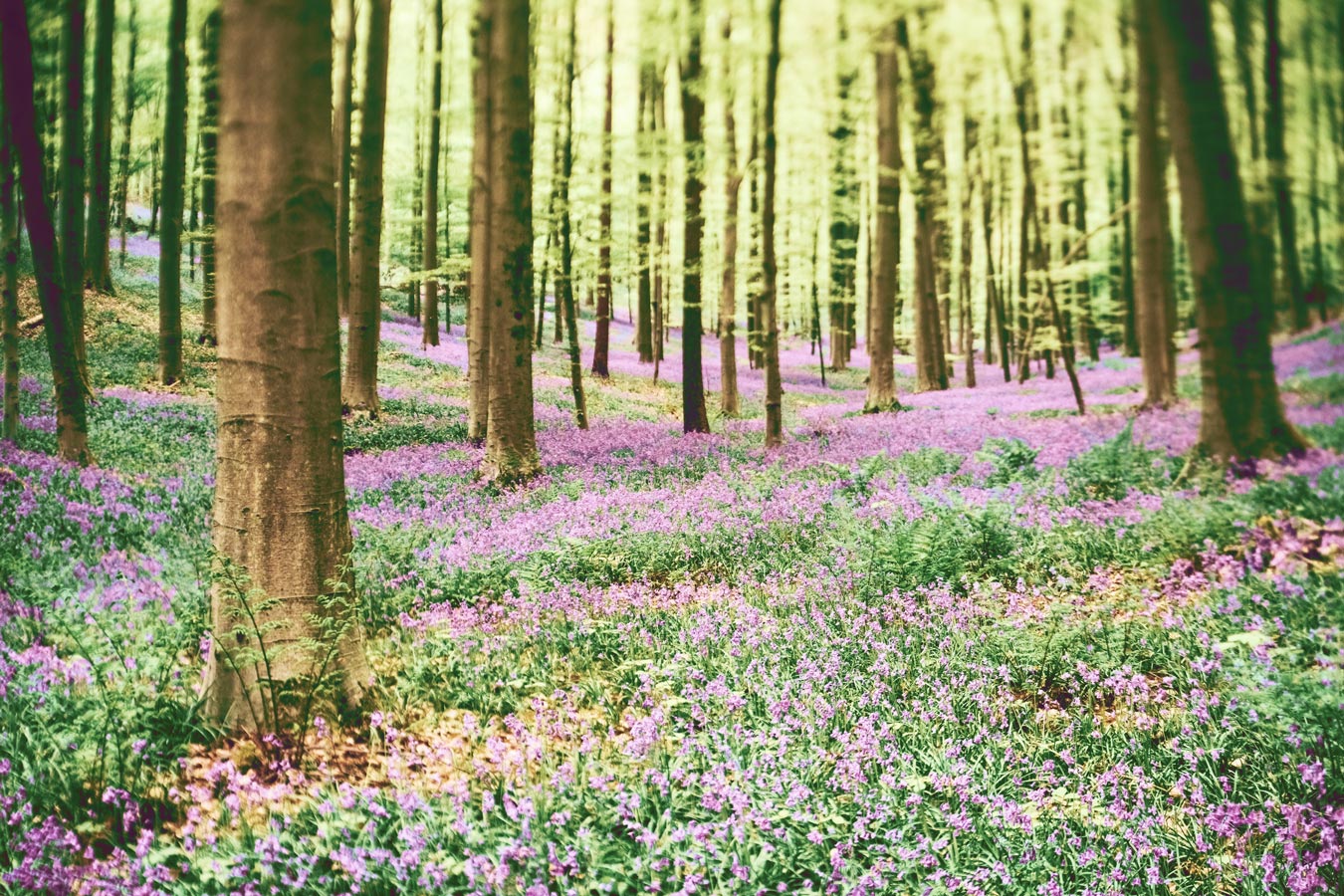 Eine Blumenwiese im aufblühenden Wald als Symbolbild für die Frühlingsimpulse von Elke Fischer-Wagemann.