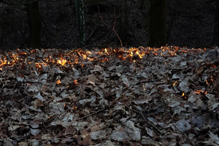 Sonnenstrahlen, die im Wald auf den mit Laub bedeckten Boden fallen.