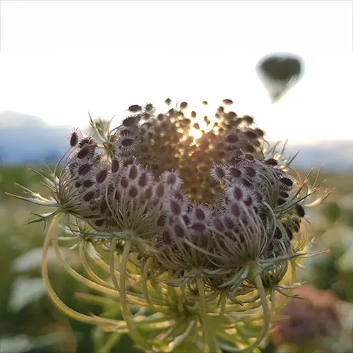 Nahaufnahme einer Blüte in der morgendlichen Sonne bei Frühnebel als Symbolbild für den Sonnenwende Online-Kurs