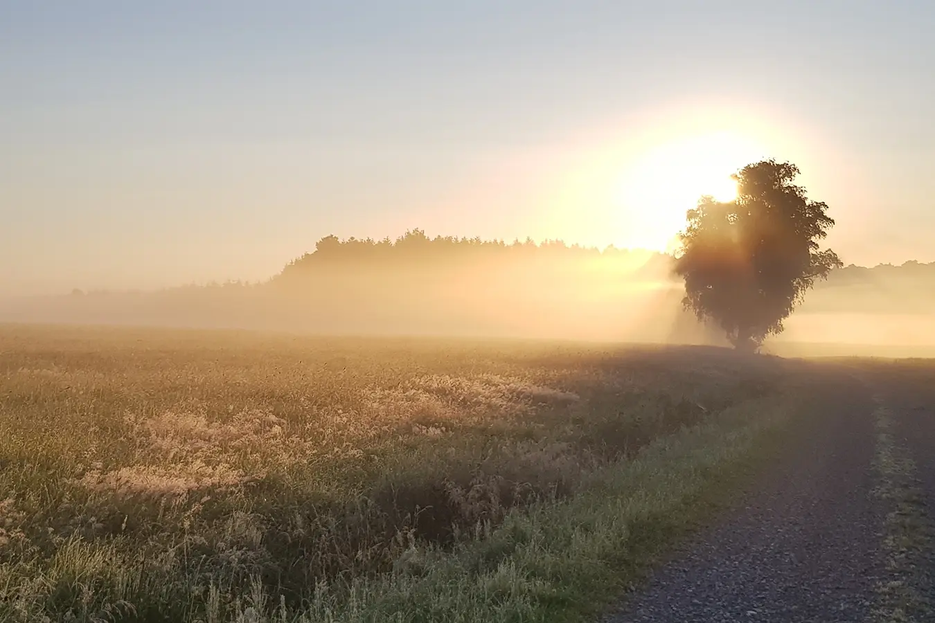 Ein Baum auf einem Feld im Frühnebel, hinter dem die Sonne aufgeht als Symbolbild für den Sonnenwende Online-Kurs