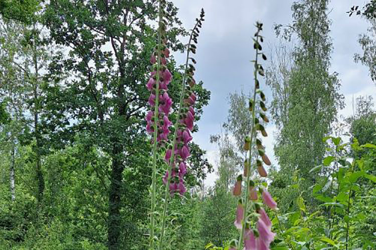 Violetter Fingerhut als Symbol für 12 von 12 am 12. Juni 2024.