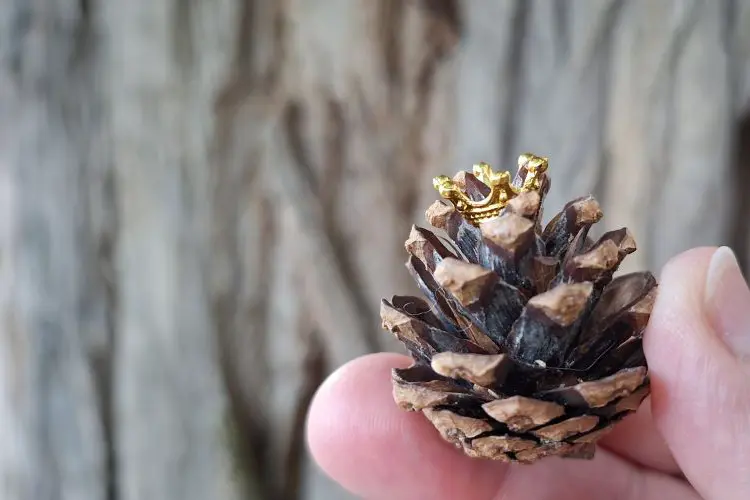 Zwei Finger halten einen kleinen Tannenzapfen, den eine kleine goldene Krone ziert als Symbolbild für den Online-Kurs "Mut zur Transformation" mit dem Märchen des König Drosselbart.