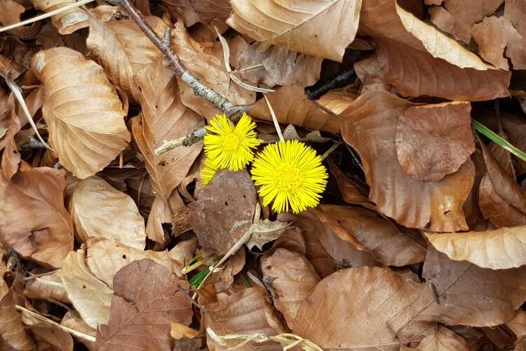 Zwei Huflattichblüten im Herbstlaub der Buche.