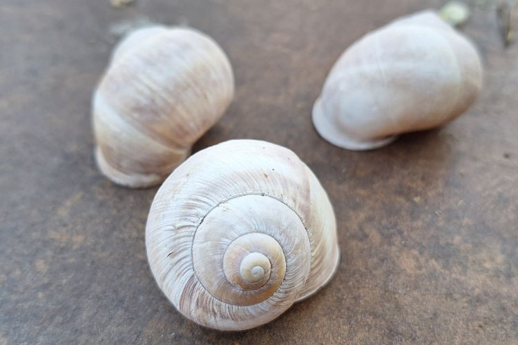 Drei Weinbergschneckenhäuser auf braunem Untergrund