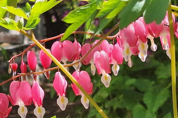 Tränendes Herz - Nahaufnahme der Blüten