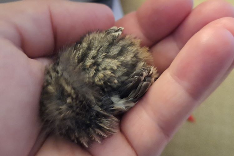 Vogelküken in der Hand haltend