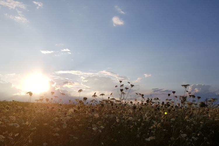 Sommerwiese in Abendsonne