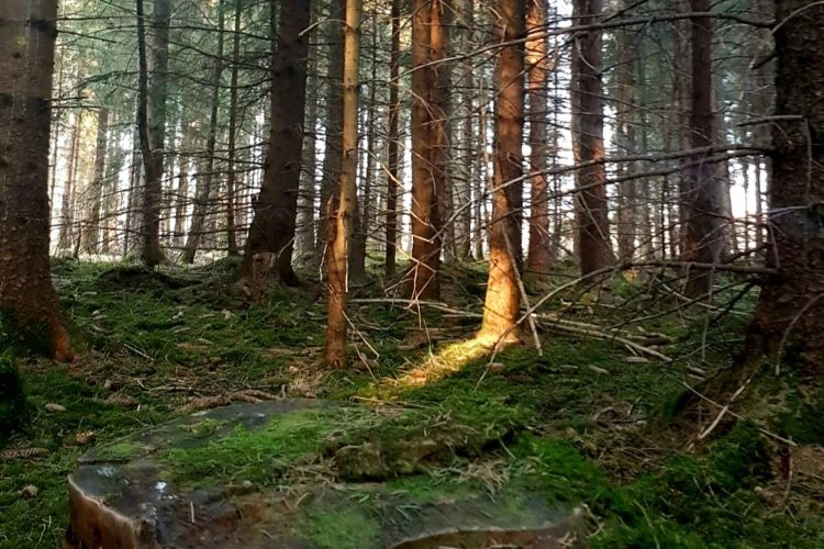 von Sonne beschienener Fichtenstamm im dunklen Fichtenwald