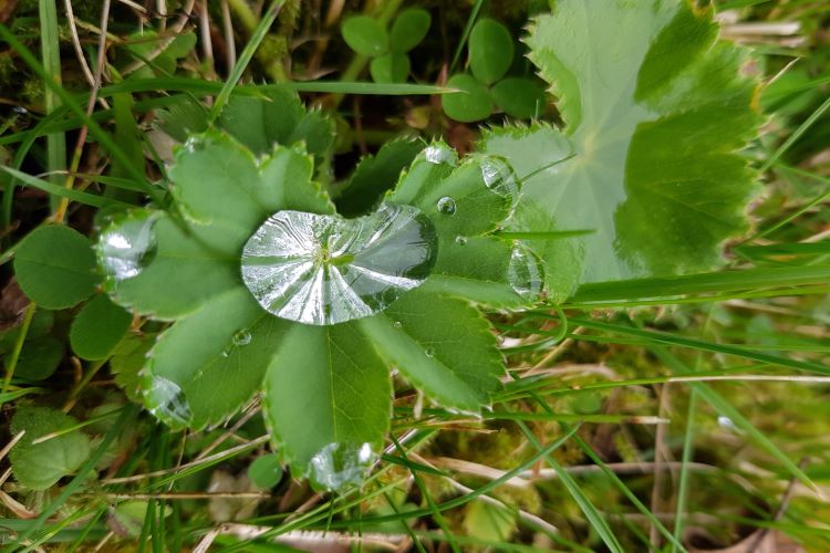 Blatt des Frauenmantels mit einem Tautropfen