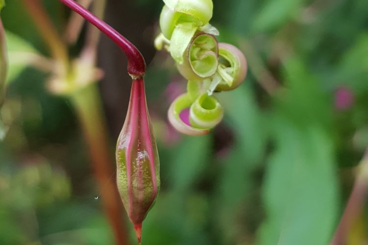 Springkrautsamen, geööfnet und prall gefüllt