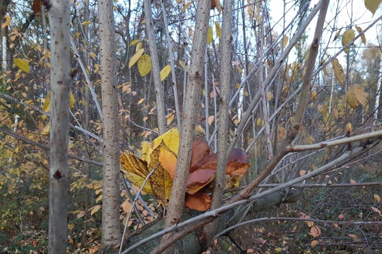 Herbstblätter im Verbund zwischen kleinen Ästen steckend