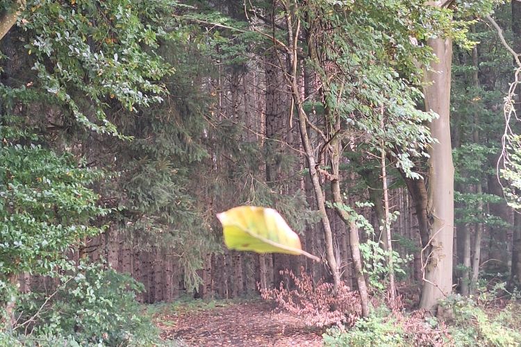 Herbstblatt im Fallen