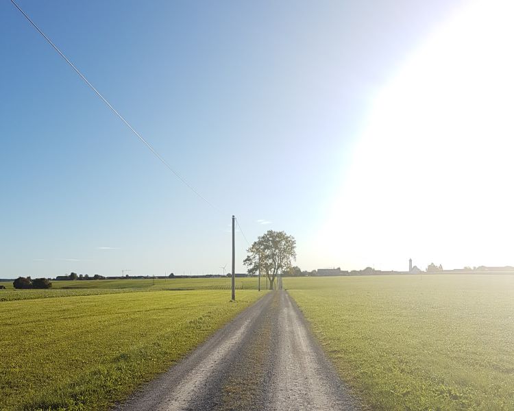 gerader Beldweg führt auf Baum am Horizont zu